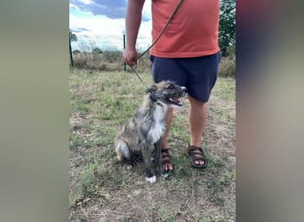 Freddy, geboren 01.09.2024, 54cm sucht sein seine Menschen