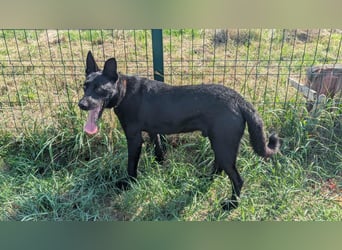 Atlas, geboren 24.05.2022, 60cm sucht sein Glück