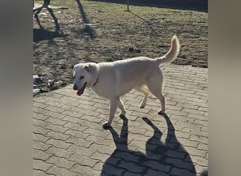 Lucky, geb. 11.2018, 58cm sucht seine Menschen