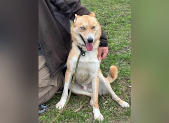 Nico, geboren 01.05.2023, 54cm sucht aktive Menschen