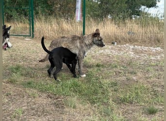 Freddy, geb. 09/24, 54 cm, wartet auf seine Menschen