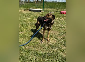 Samy, geb. 08.2022, 56cm, sucht liebevolle Menschen