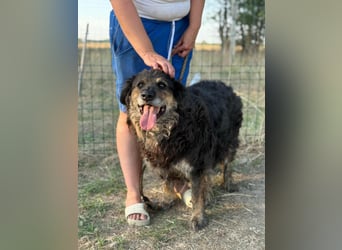 Teddy, 01.2021 geboren, 56cm sucht sein für immer Zuhause
