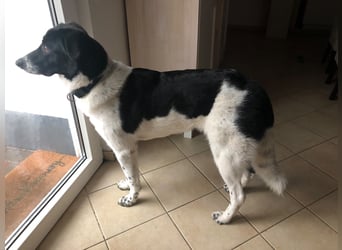 Ella, geboren 01.2025, 60cm sucht neues Zuhause