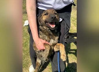 Samy, geb. 08.2022, 56cm, sucht liebevolle Menschen