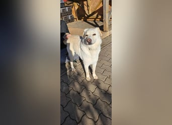 Lucky, geb. 11.2018, 58cm sucht seine Menschen