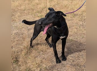 Herceg, geboren 01.06.2021, 60cm sucht sein Plätzchen