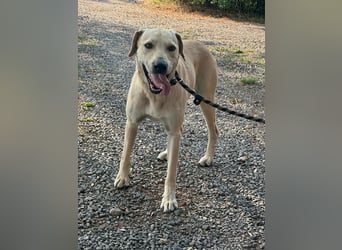 Max, geboren 08.06.2024, 55 cm, wünscht sich so sehr ein Zuhause