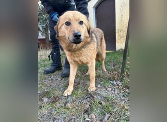 Debi, geboren 01.06.2024, 56cm sucht ihr Zuhause