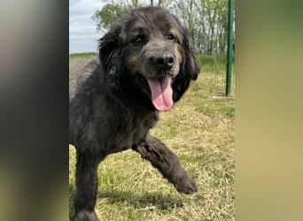 Bruce, geboren 01.01.2019, 59cm sucht seine Menschen