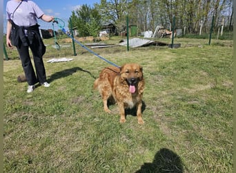 Zsömle, geb. 03.2021, 56cm sucht seine Herzensmenschen