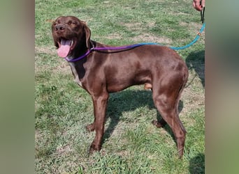 Csoki, geboren 01.08.2022, 61cm sucht Menschen mit Herz