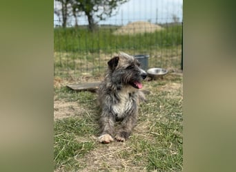 Freddy, geb. 09.2024, 54cm sucht sein seine Menschen