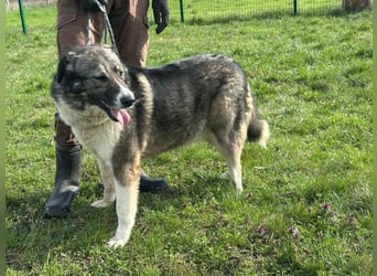 Sunny, geboren 01.12.2019, 63cm sucht ihr Glück