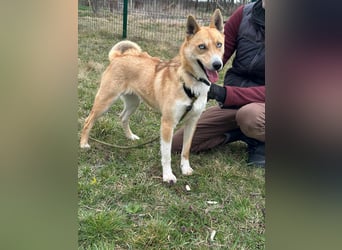 Nico, geb. 05.2023, 54cm sucht aktives zu Hause