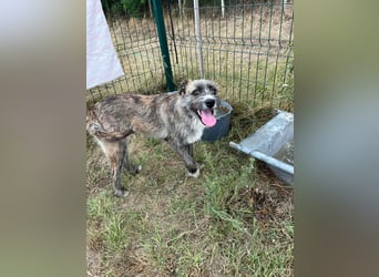 Freddy, geboren 01.09.2024, 54cm sucht sein seine Menschen