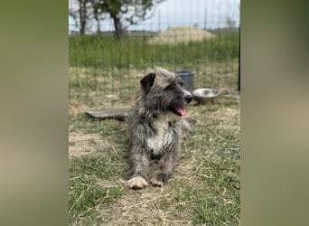 Freddy, geb. 09.2024, 54cm sucht sein seine Menschen
