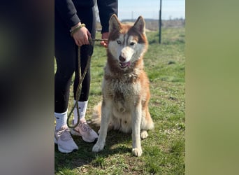 Heliosz, geb. 10.2024, 59cm, sucht ein aktives zu Hause