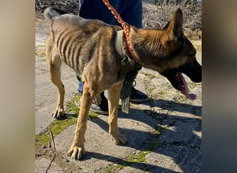 Zoya, geb. 10.2023, 63cm sucht ihre Menschen