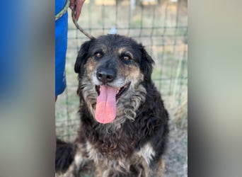 Teddy, 01.2021 geboren, 56cm sucht sein für immer Zuhause