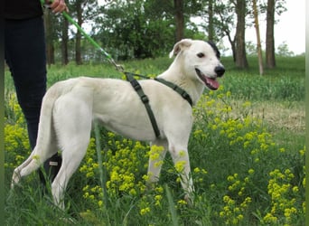 Timur, geboren 01.11.2023, 55cm sucht seine Menschen
