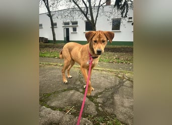 Balu, geboren 01.12.2024, 55cm sucht seine Zukunft