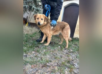 Debi, geboren 01.06.2024, 56cm sucht ihr Zuhause