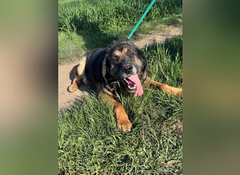 Milka, geb. 01.08.2017, 58 cm, sucht ein liebevolles Zuhause