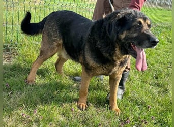 Milka, geb. 01.08.2017, 58 cm, sucht ein liebevolles Zuhause