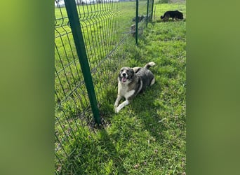 Sunny, geboren 01.12.2019, 63cm sucht ihr Glück