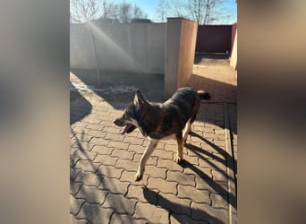 Catrina, geboren 06.01.2022, 60cm sucht neues Zuhause