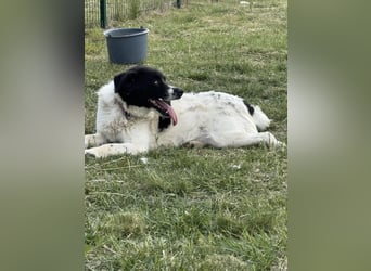 Ramszesz, geboren 01.12.2022, 56cm sucht sein Zuhause