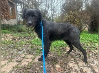 Zsazsa, geb. 02.01.2025, 52 cm, sucht ihr Für-Immer-Zuhause