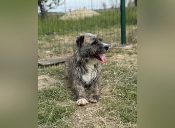 Freddy, geb. 09.2024, 54cm sucht sein seine Menschen