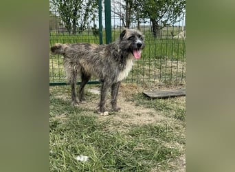 Freddy, geb. 09/24, 54 cm, wartet auf seine Menschen
