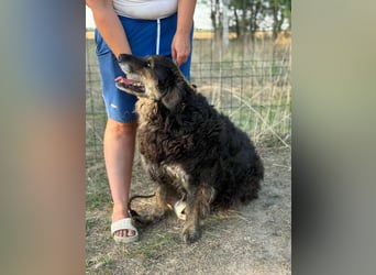 Teddy, 01.2021 geboren, 56cm sucht sein für immer Zuhause