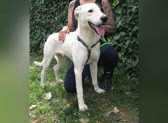 Timur, geboren 01.11.2023, 55cm sucht seine Menschen