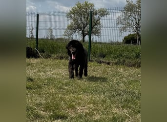 Bruce, geboren 01.01.2019, 59cm sucht seine Menschen