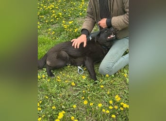Roy, geb. 08.07.2025, 45 cm, möchte entdeckt werden