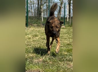 Samy, geb. 08.2022, 56cm, sucht liebevolle Menschen