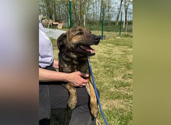 Samy, geb. 08.2022, 56cm, sucht liebevolle Menschen