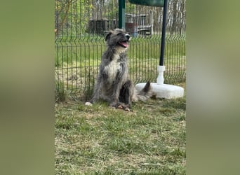 Freddy, geb. 09.2024, 54cm sucht sein seine Menschen