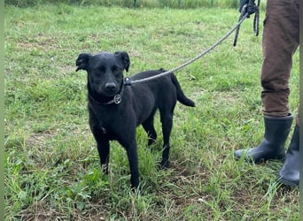 Zafir, geb. 15.11.2022, 51 cm, sucht ihre Menschen