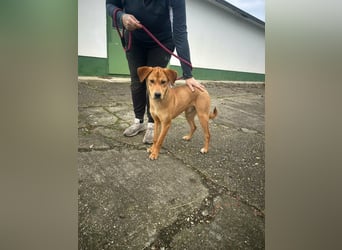 Balu, geboren 01.12.2024, 55cm sucht seine Zukunft