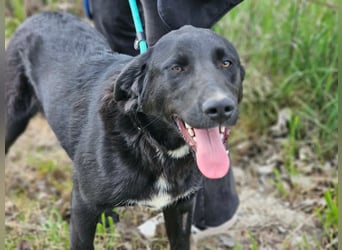 Raven, geb. 04.2025, 59cm sucht seine Menschen