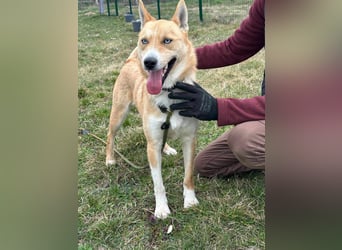 Nico, geboren 01.05.2023, 54cm sucht aktive Menschen