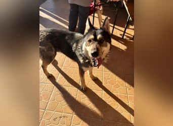 Catrina, geb. 01.2022, 60cm, sucht ihre Begleitung für lange Spaziergänge