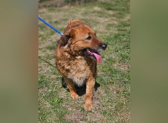 Zsömle, geb. 03.2021, 56cm sucht seine Herzensmenschen