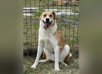 Marley, geboren 01.12.2023, 58cm sucht Menschenherzen