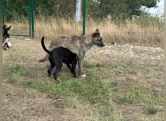 Freddy, geboren 01.09.2024, 54cm sucht sein seine Menschen